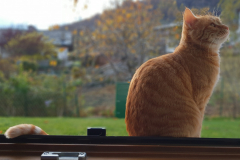 Gatto-alla-finestra