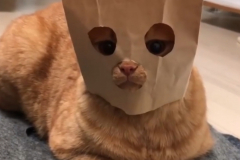 gatto-mascherato